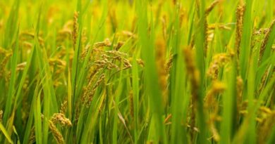 University of Chicago Lifts Rice Yields 25% With Native Gene Editing