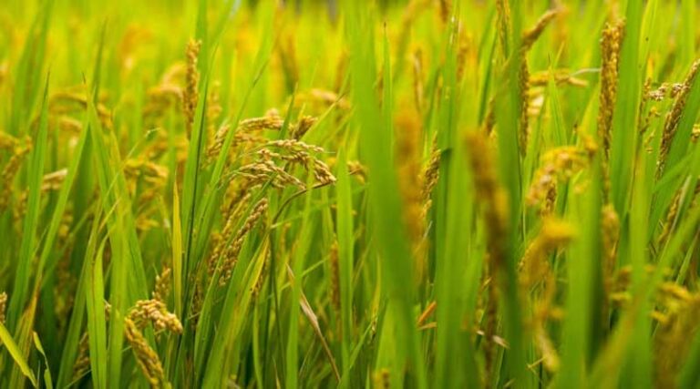 University of Chicago Lifts Rice Yields 25% With Native Gene Editing