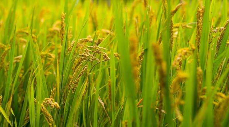University of Chicago Lifts Rice Yields 25% With Native Gene Editing