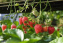 Two Biotechs Edit Strawberries' "Dark Genome" to Survive Hotter Summers