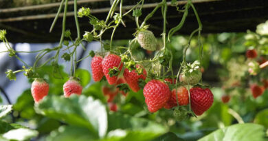 Two Biotechs Edit Strawberries' "Dark Genome" to Survive Hotter Summers