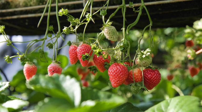 Two Biotechs Edit Strawberries' "Dark Genome" to Survive Hotter Summers
