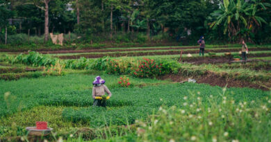 Xi Extends Greetings Ahead Of Farmers' Harvest Festival