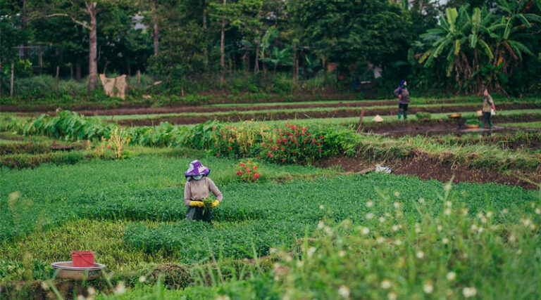 Xi Extends Greetings Ahead Of Farmers' Harvest Festival