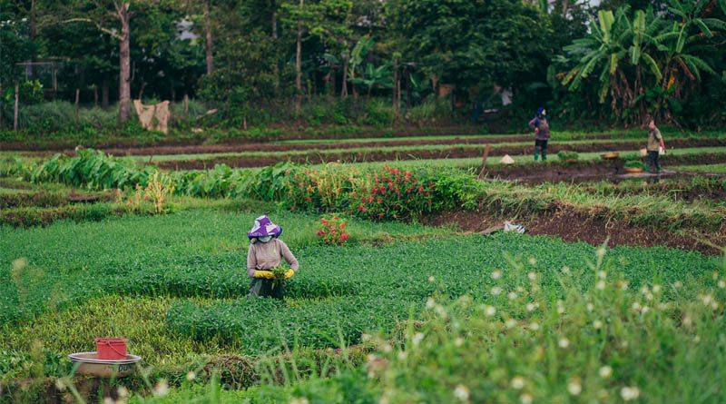 Xi Extends Greetings Ahead Of Farmers' Harvest Festival