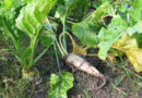 21-Year Genomic Study Reveals How Sugar Beet Breeding Reshaped Seed Pools