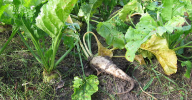 21-Year Genomic Study Reveals How Sugar Beet Breeding Reshaped Seed Pools 21-Year Genomic Study Reveals How Sugar Beet Breeding Reshaped Seed Pools