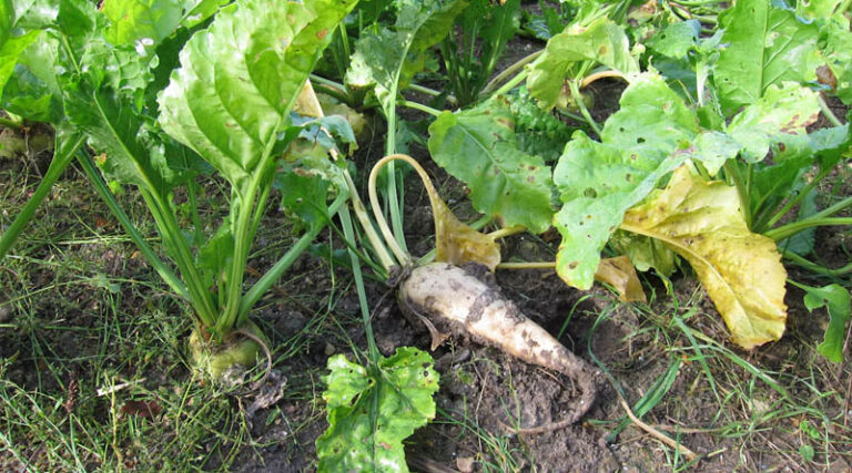 21-Year Genomic Study Reveals How Sugar Beet Breeding Reshaped Seed Pools
