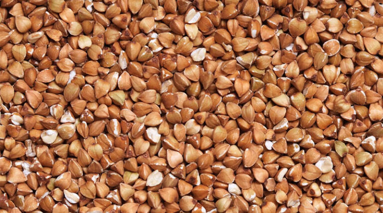 22-Nation Study Breeds Higher-Yielding Buckwheat by Reviving Genes Lost to Domestication