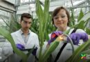 A Decade At The Top Syngenta Named Agriculture's Leading Employer By Science Magazine For 10th Successive Year