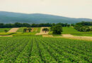 Across China International Journalists Witness Smart Agriculture Transform China's Breadbasket