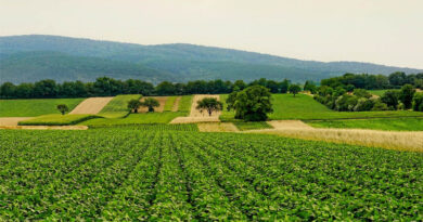 Across China: International Journalists Witness Smart Agriculture Transform China's Breadbasket Across China International Journalists Witness Smart Agriculture Transform China's Breadbasket