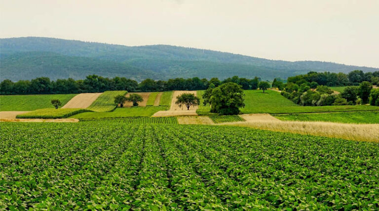 Across China International Journalists Witness Smart Agriculture Transform China's Breadbasket