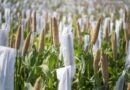Africa at the Forefront as MAHARISHI Opens Funded Millet Research Training in India