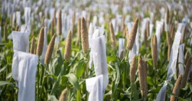 Africa at the Forefront as MAHARISHI Opens Funded Millet Research Training in India