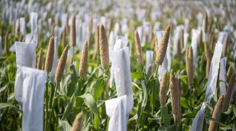 Africa at the Forefront as MAHARISHI Opens Funded Millet Research Training in India