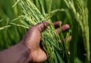 BioLumic, IRRI Begin Trials of Light-Activated Rice Seed Technology