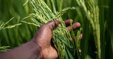 BioLumic, IRRI Begin Trials of Light-Activated Rice Seed Technology