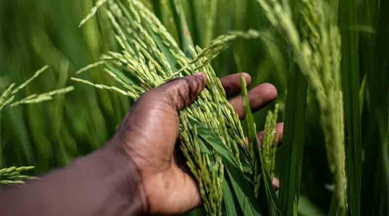 BioLumic, IRRI Begin Trials of Light-Activated Rice Seed Technology