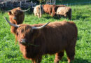 Biodiversity on the Farm – Costs, Benefits, and Practical Experiences
