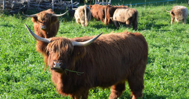 Biodiversity on the Farm – Costs, Benefits, and Practical Experiences Biodiversity on the Farm – Costs, Benefits, and Practical Experiences