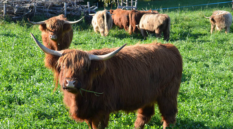 Biodiversity on the Farm – Costs, Benefits, and Practical Experiences