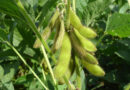 Brazil Approves New Stacked-Trait GM Soybean From China's DBN