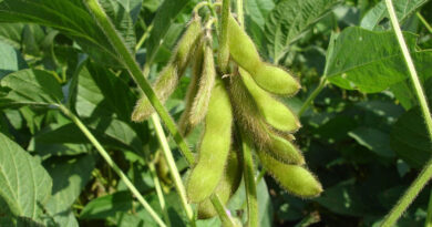 Brazil Approves New Stacked-Trait GM Soybean From China's DBN