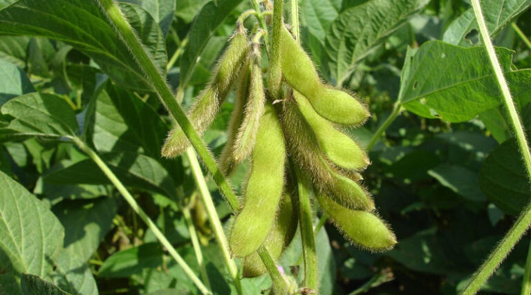 Brazil Approves New Stacked-Trait GM Soybean From China's DBN