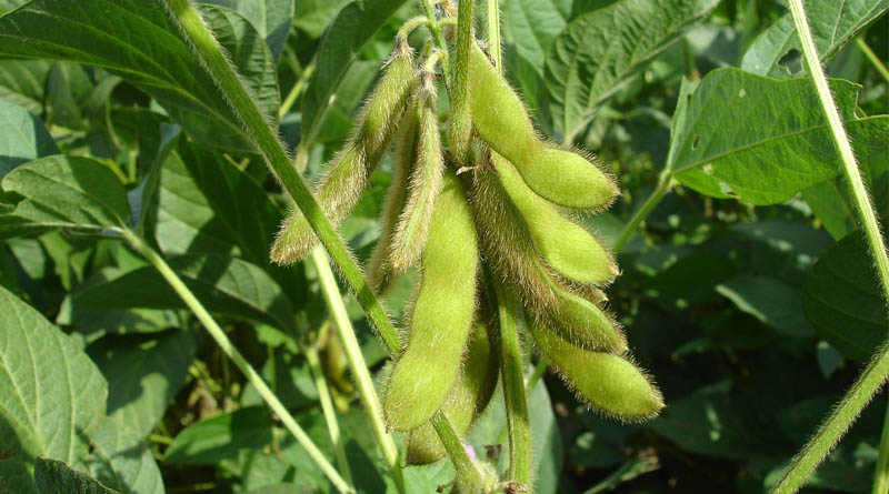 Brazil Approves New Stacked-Trait GM Soybean From China's DBN