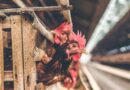Brazil Poultry Exports Hit as Five Countries Restrict Imports Over Newcastle Disease