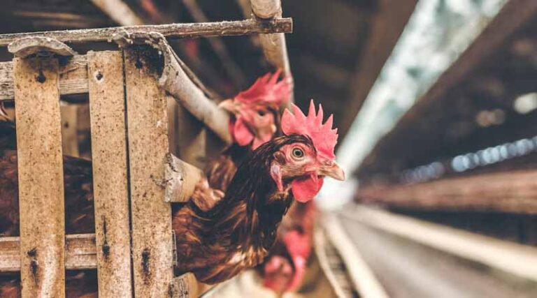 Brazil Poultry Exports Hit as Five Countries Restrict Imports Over Newcastle Disease