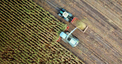 Brazil Set For Record Soybean And Corn Crop In 2026/27, Conab Says Brazil Set For Record Soybean And Corn Crop In 202627, Conab Says