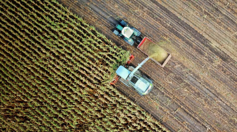 Brazil Set For Record Soybean And Corn Crop In 202627, Conab Says