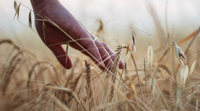 Brazil Was World's Second-Largest Importer of EU-Banned Pesticides in 2024, Oxfam Report Finds