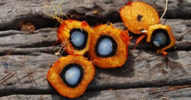 Brazil's ANVISA Opens Public Consultation on Adding Palm-Derived Ingredient E36 to Pesticide Active Ingredients List Brazil's ANVISA Opens Public Consultation on Adding Palm-Derived Ingredient E36 to Pesticide Active Ingredients List