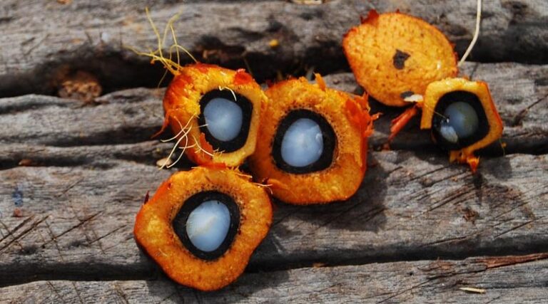 Brazil's ANVISA Opens Public Consultation on Adding Palm-Derived Ingredient E36 to Pesticide Active Ingredients List