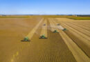 Brazil's Conab Projects Record Soybean Crop as Planting Lags