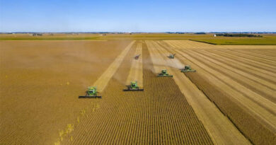 Brazil's Conab Projects Record Soybean Crop as Planting Lags Brazil's Conab Projects Record Soybean Crop as Planting Lags