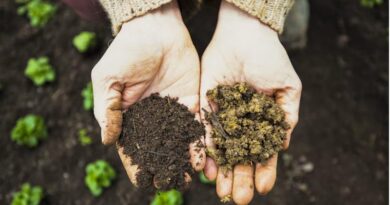 Brazil's Pending Bioinputs Decree Could Reshape Biopesticide Approval Times as Ibama Reviews Already Average Six Months Brazil's Pending Bioinputs Decree Could Reshape Biopesticide Approval Times as Ibama Reviews Already Average Six Months