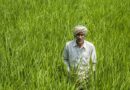 Cabinet Approves MSP Hike for All Six Rabi Crops for Marketing Season 2027-28