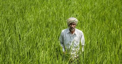 Cabinet Approves MSP Hike for All Six Rabi Crops for Marketing Season 2027-28