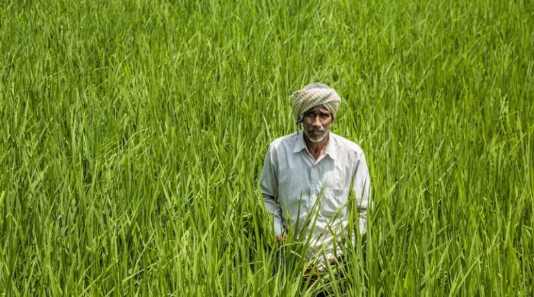 Cabinet Approves MSP Hike for All Six Rabi Crops for Marketing Season 2027-28