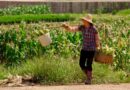 China Keeps 2027 Grain and Fertilizer Import Quotas Unchanged