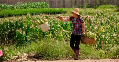 China Keeps 2027 Grain and Fertilizer Import Quotas Unchanged China Keeps 2027 Grain and Fertilizer Import Quotas Unchanged