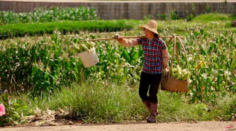 China Keeps 2027 Grain and Fertilizer Import Quotas Unchanged