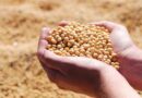 China’s Soybean Buying Picks Up, But a Tariff Wall Still Blocks Full Trade Recovery