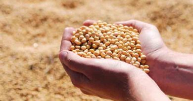 China’s Soybean Buying Picks Up, But a Tariff Wall Still Blocks Full Trade Recovery China’s Soybean Buying Picks Up, But a Tariff Wall Still Blocks Full Trade Recovery