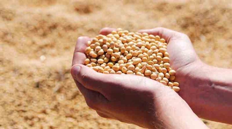 China’s Soybean Buying Picks Up, But a Tariff Wall Still Blocks Full Trade Recovery