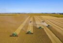 China's Soybean Snub Deepens Even as US Tariff Relief Kicks In